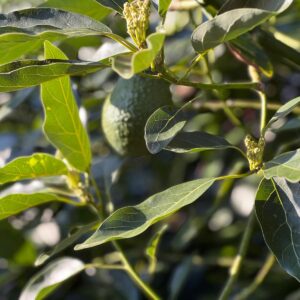 Custom Order $1 ea (Min 11)